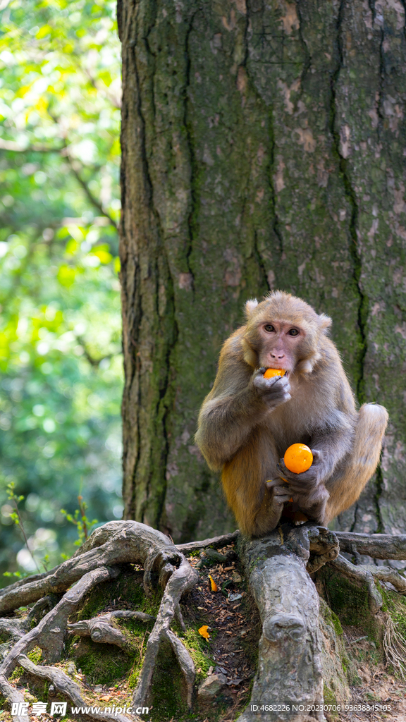 黔灵山公园吃橘子的猴