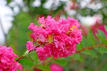紫薇花