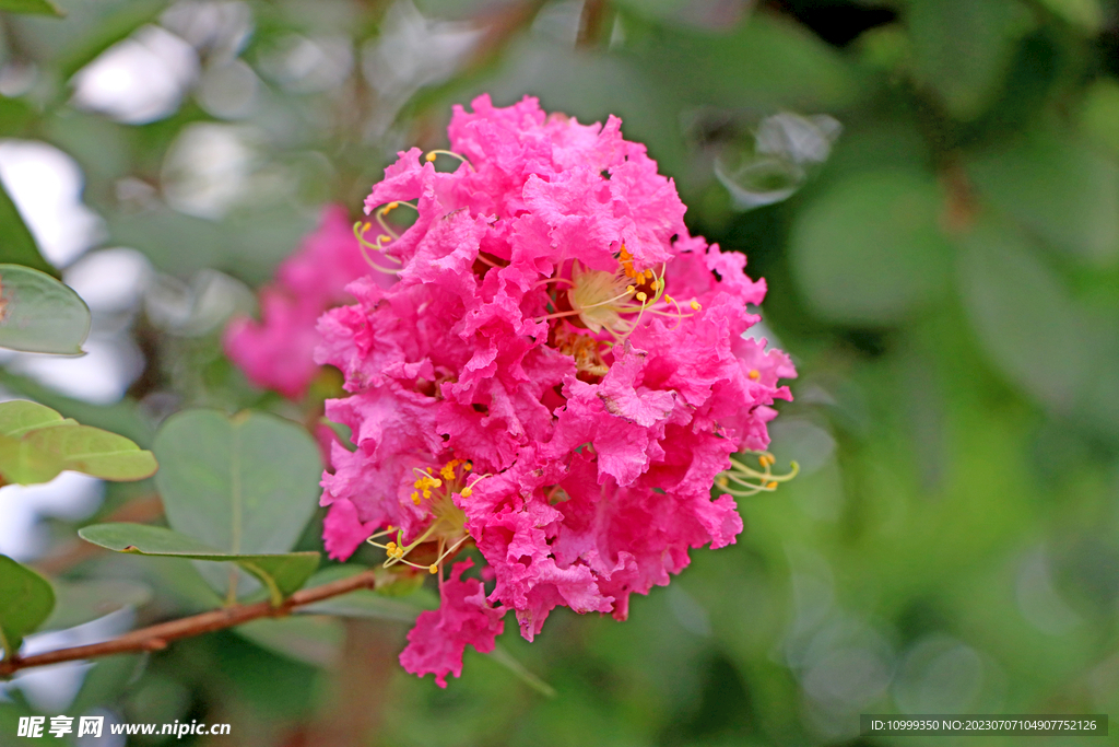 紫薇花