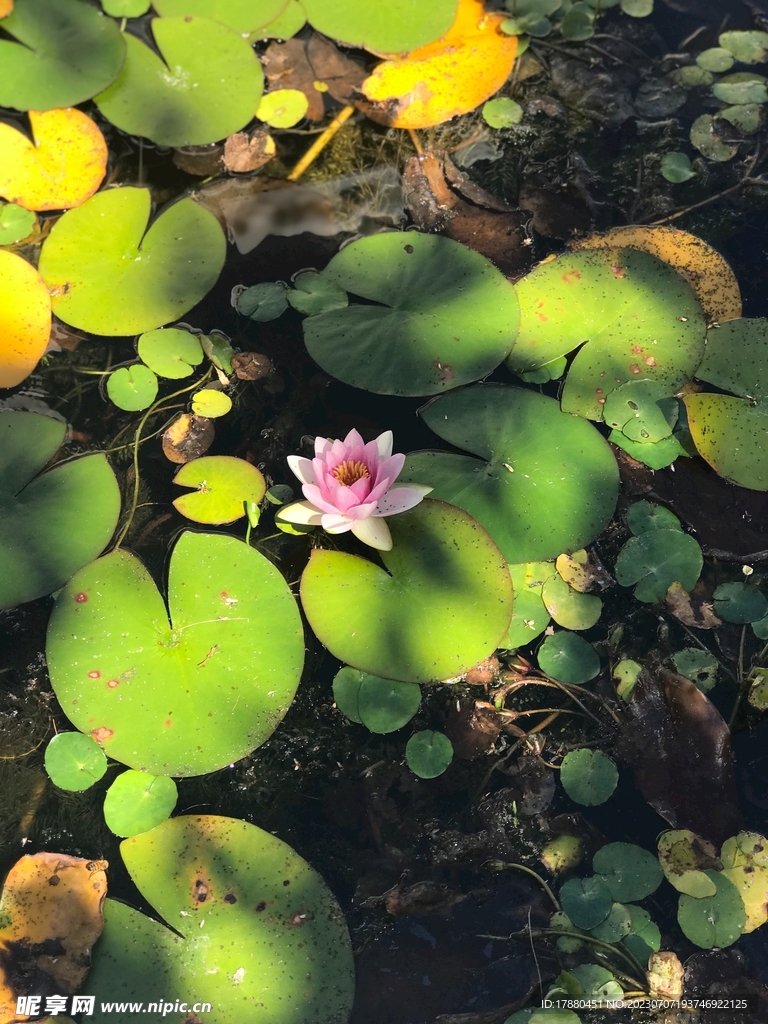 睡莲