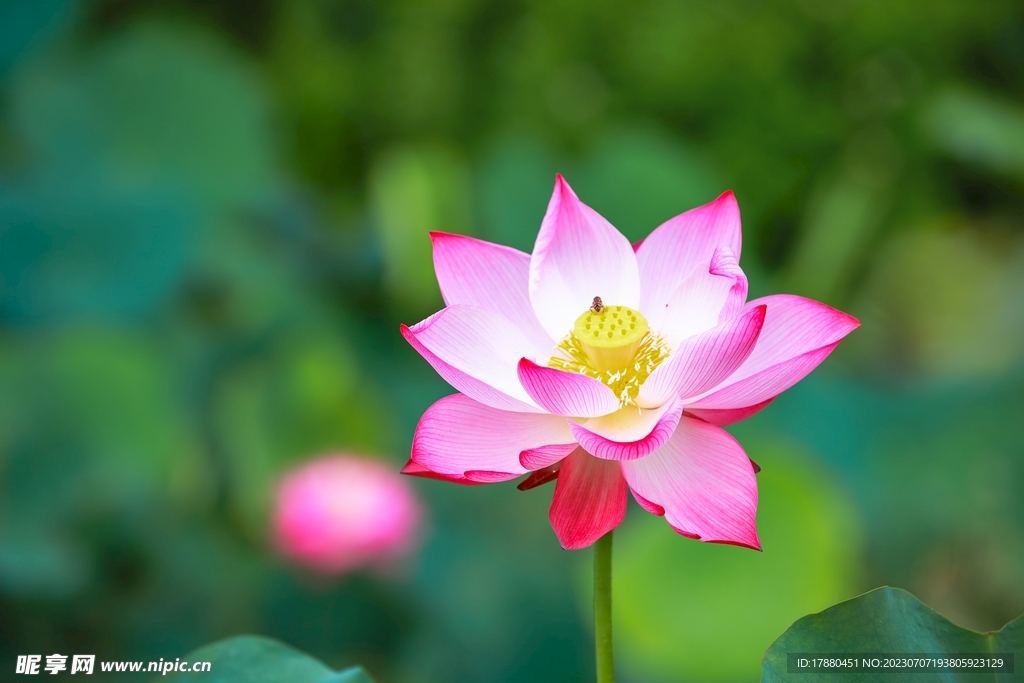 荷花