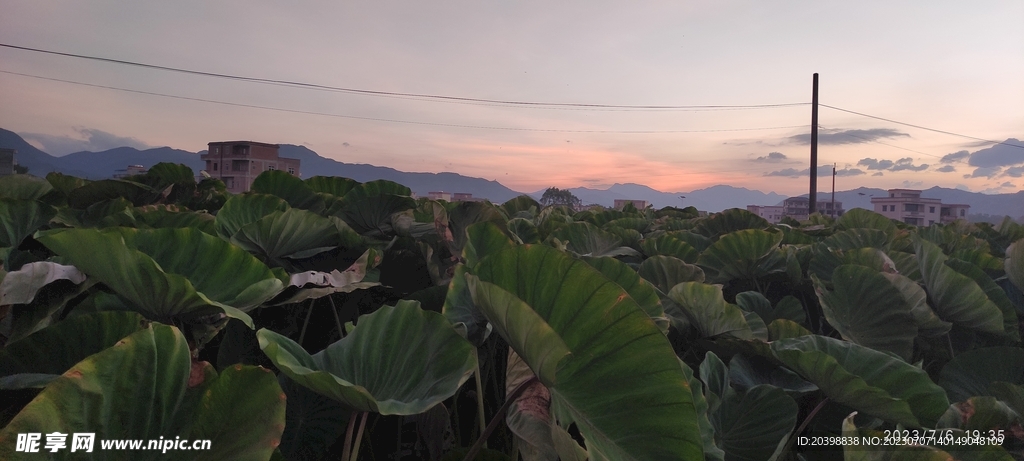 黄昏晚霞芋头地