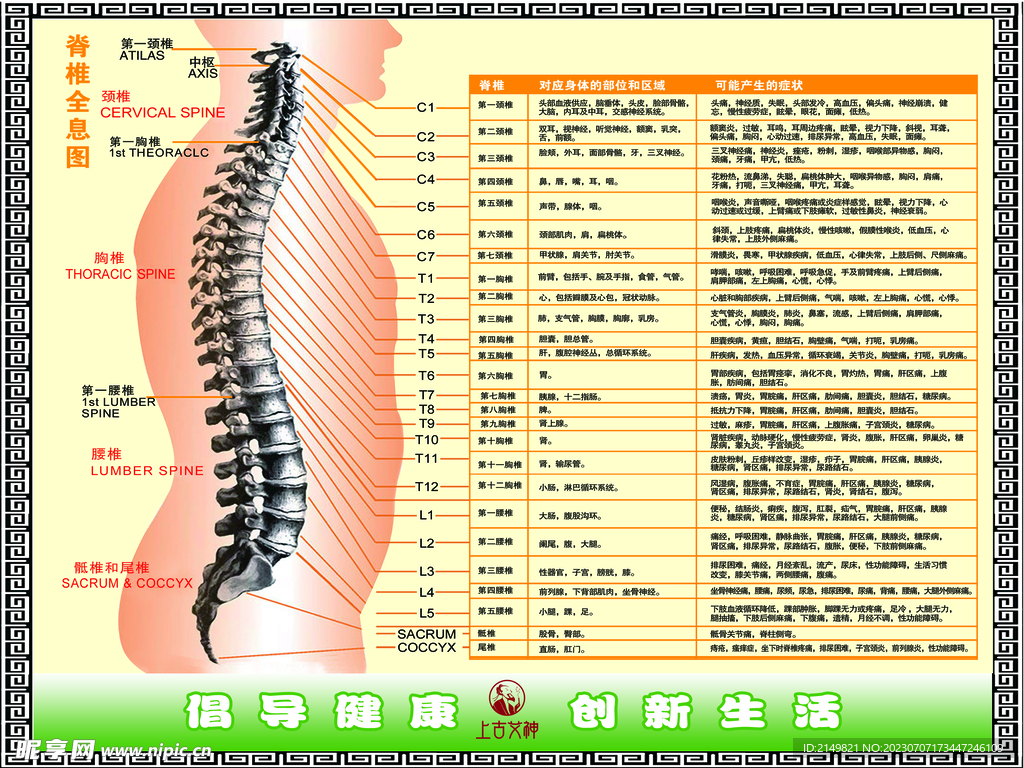 脊椎全息图