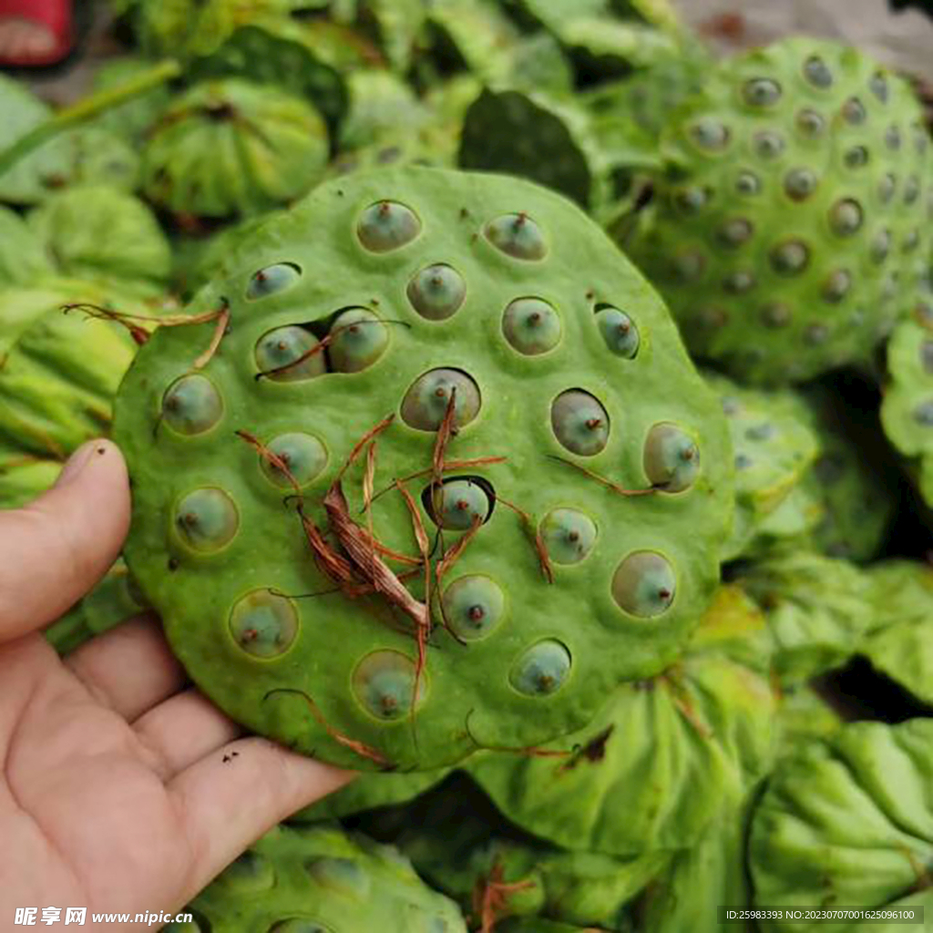 莲蓬