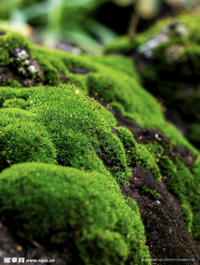 苔藓大世界