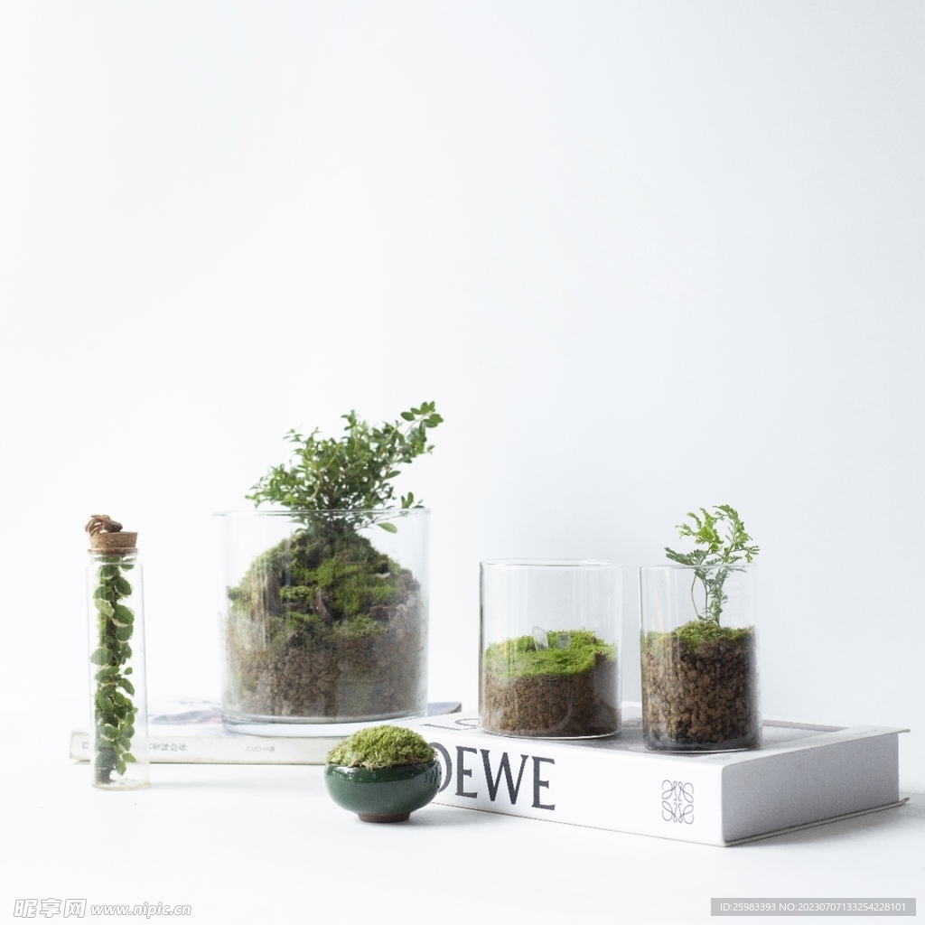 苔藓小盆景