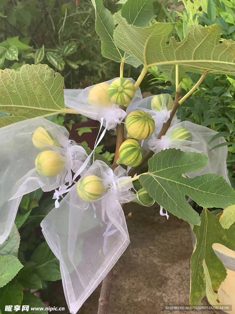 无花果的有机栽培