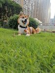 柴犬