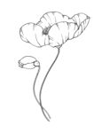 虞美人线稿png