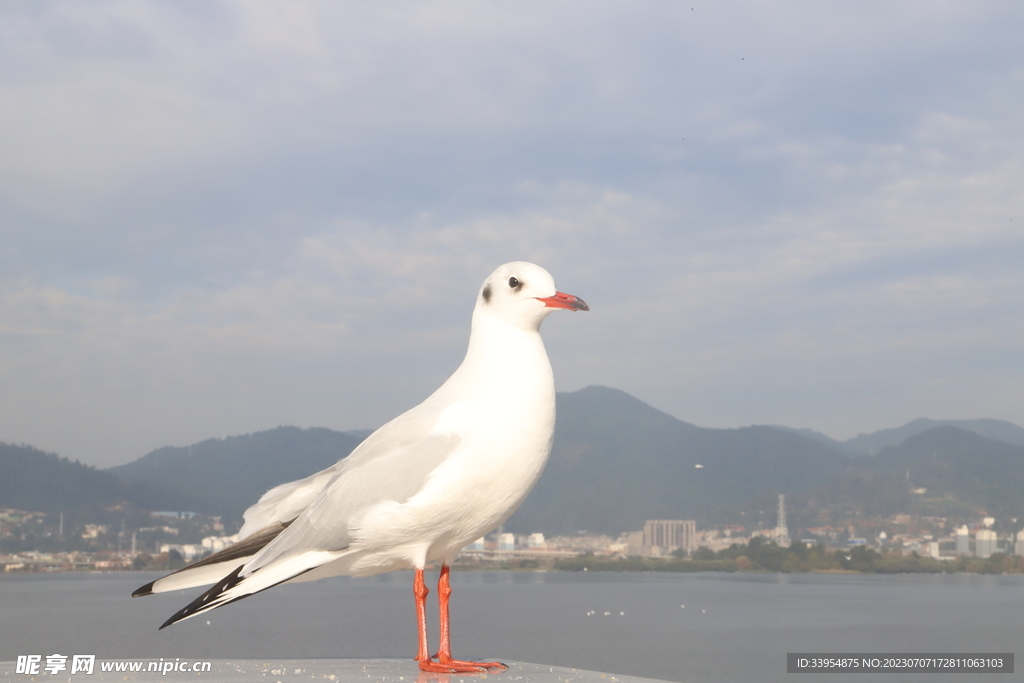 长嘴鸥