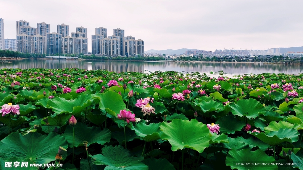 荷花 楚雄彝海公园