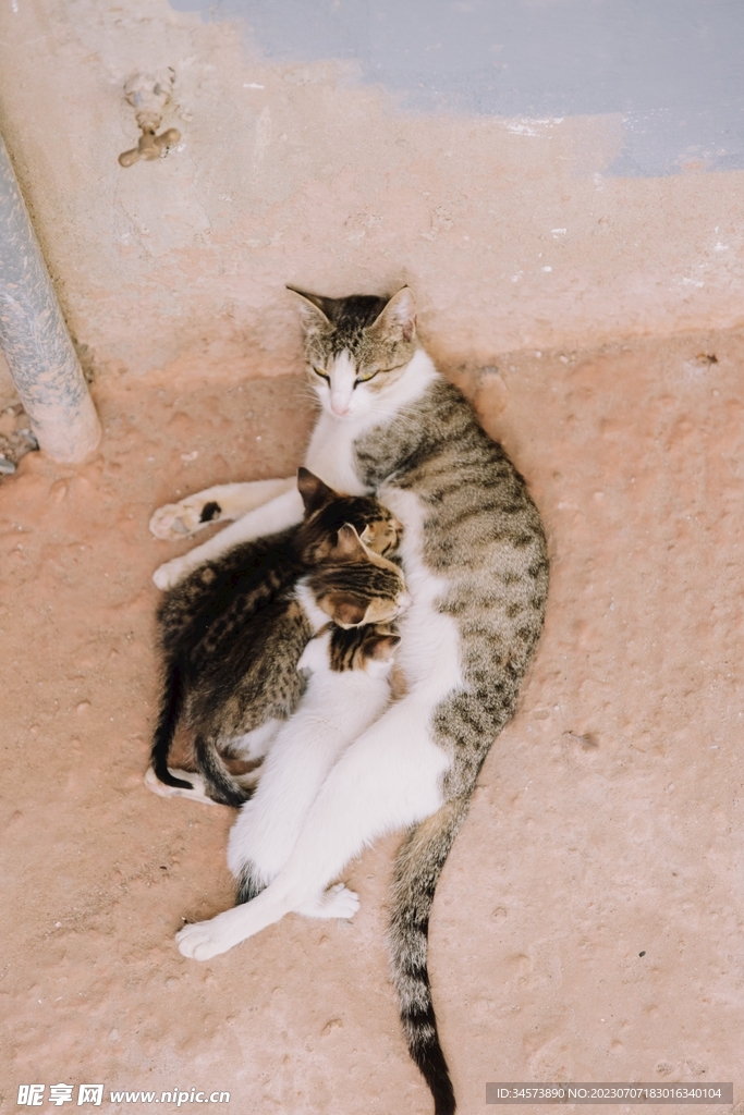 猫妈妈与猫宝宝