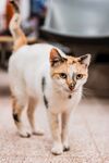 猫咪