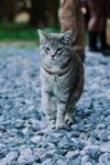 石子路上的猫咪