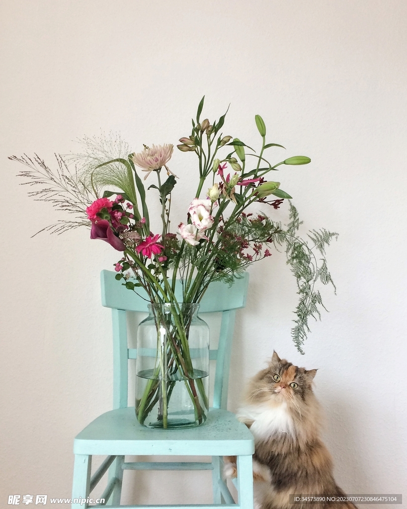 花瓶与猫咪