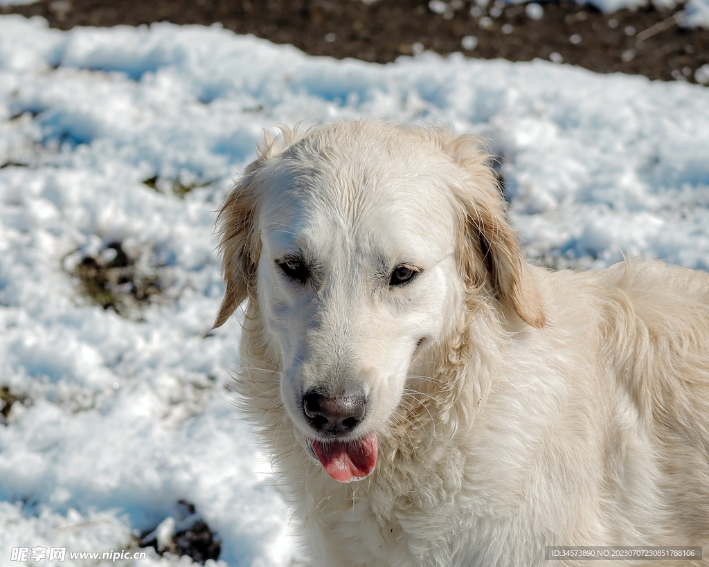 雪地上的狗子