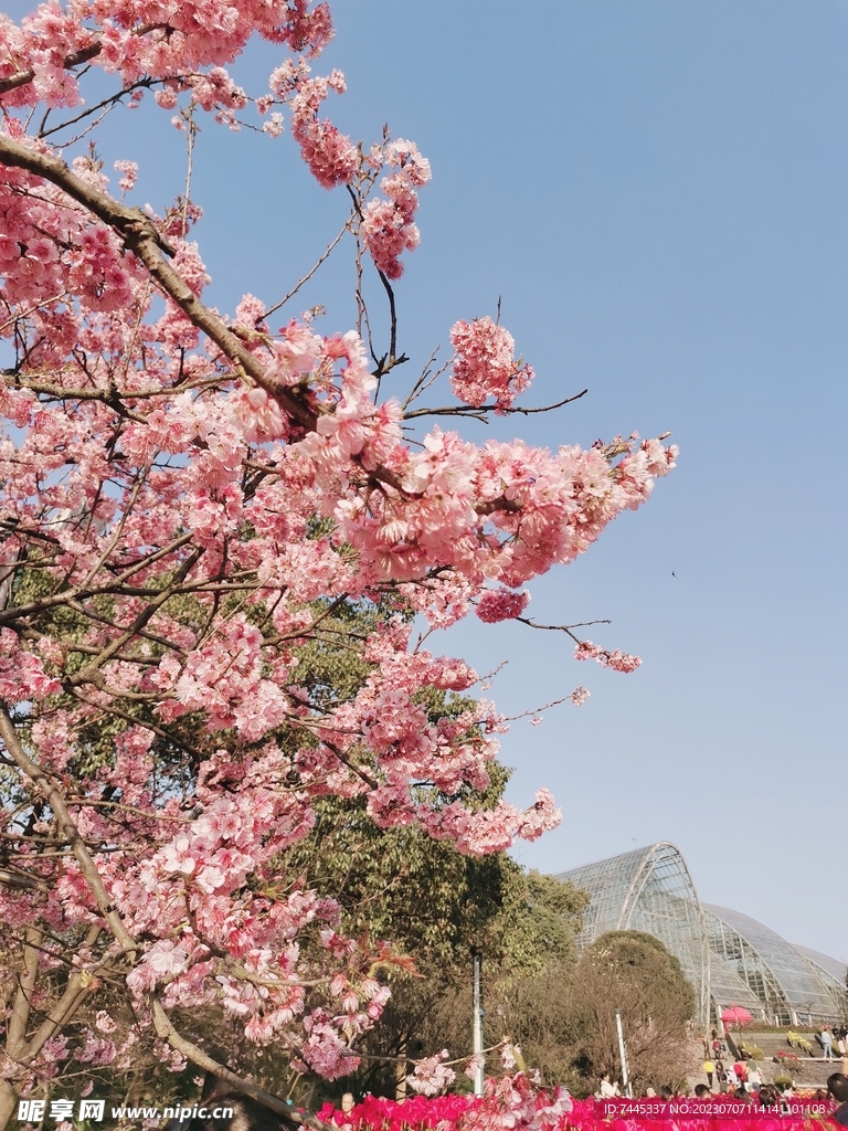 樱花