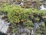 苔藓