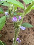 豆子花