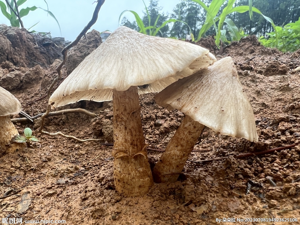 野生鸡枞菌