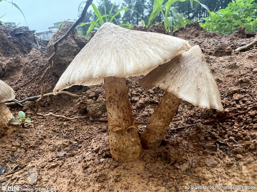 谷雨季节，有素中之荤的枞树菌又长出来了，快去采摘别错过|枞树|谷雨|季节_新浪新闻