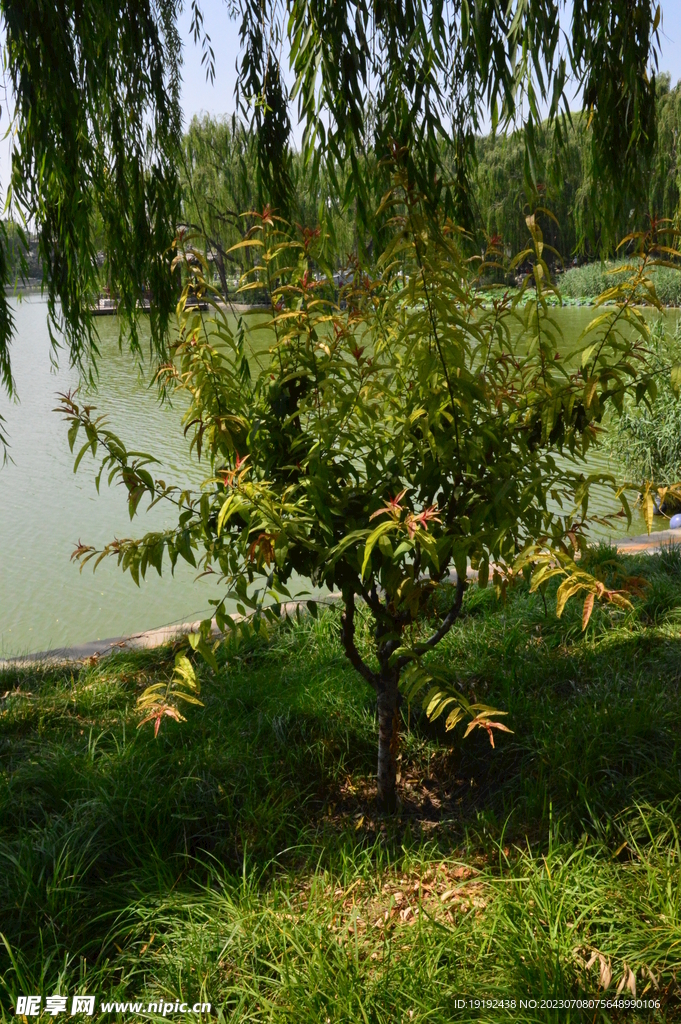 公园风景  