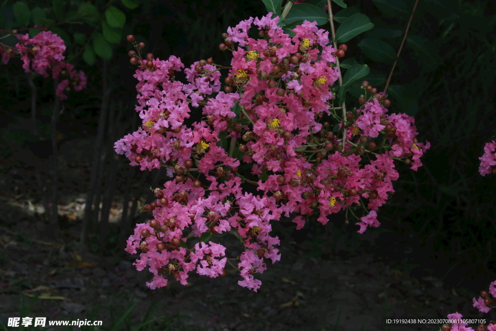 紫薇花