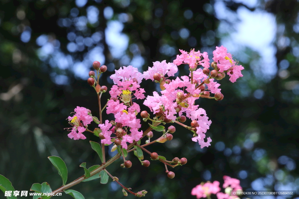 紫薇花 