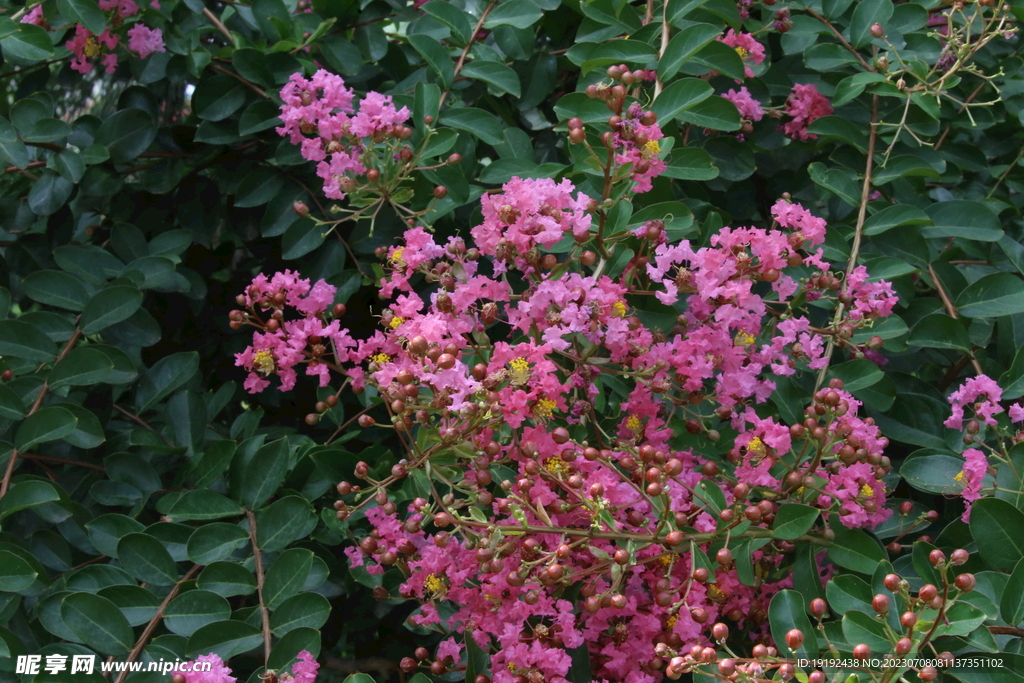紫薇花 