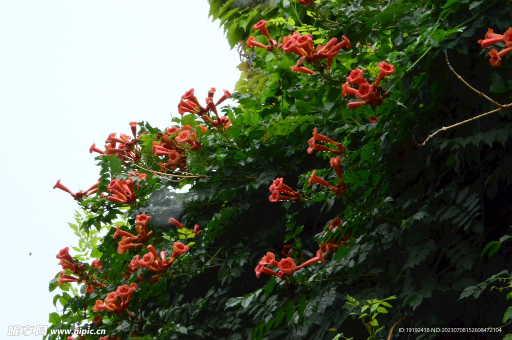 凌霄花