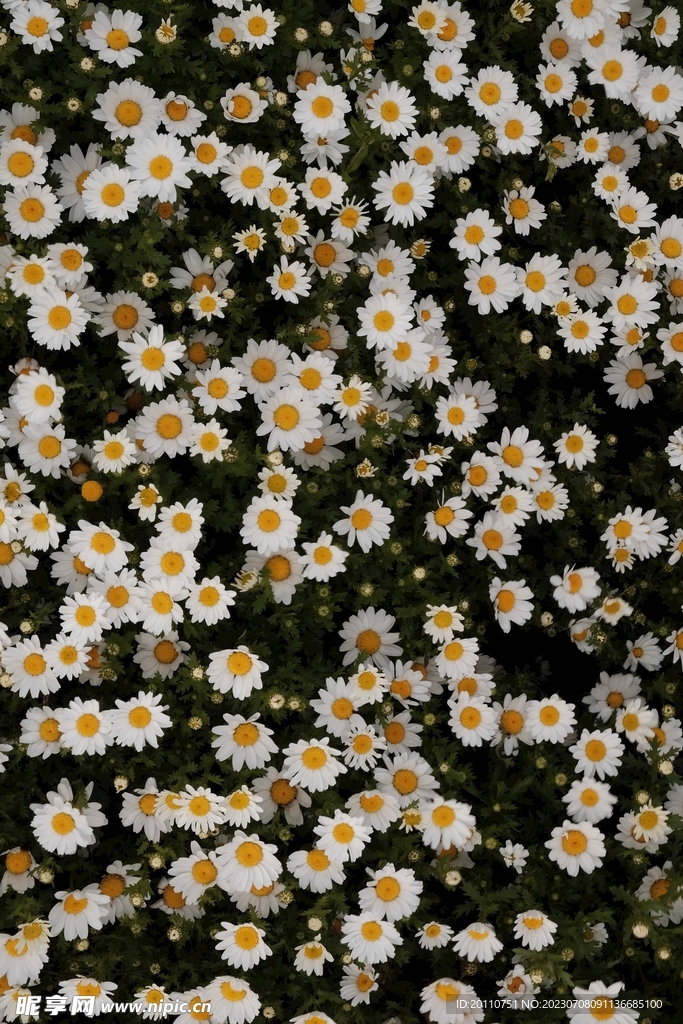 雏菊