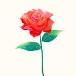 玫瑰花
