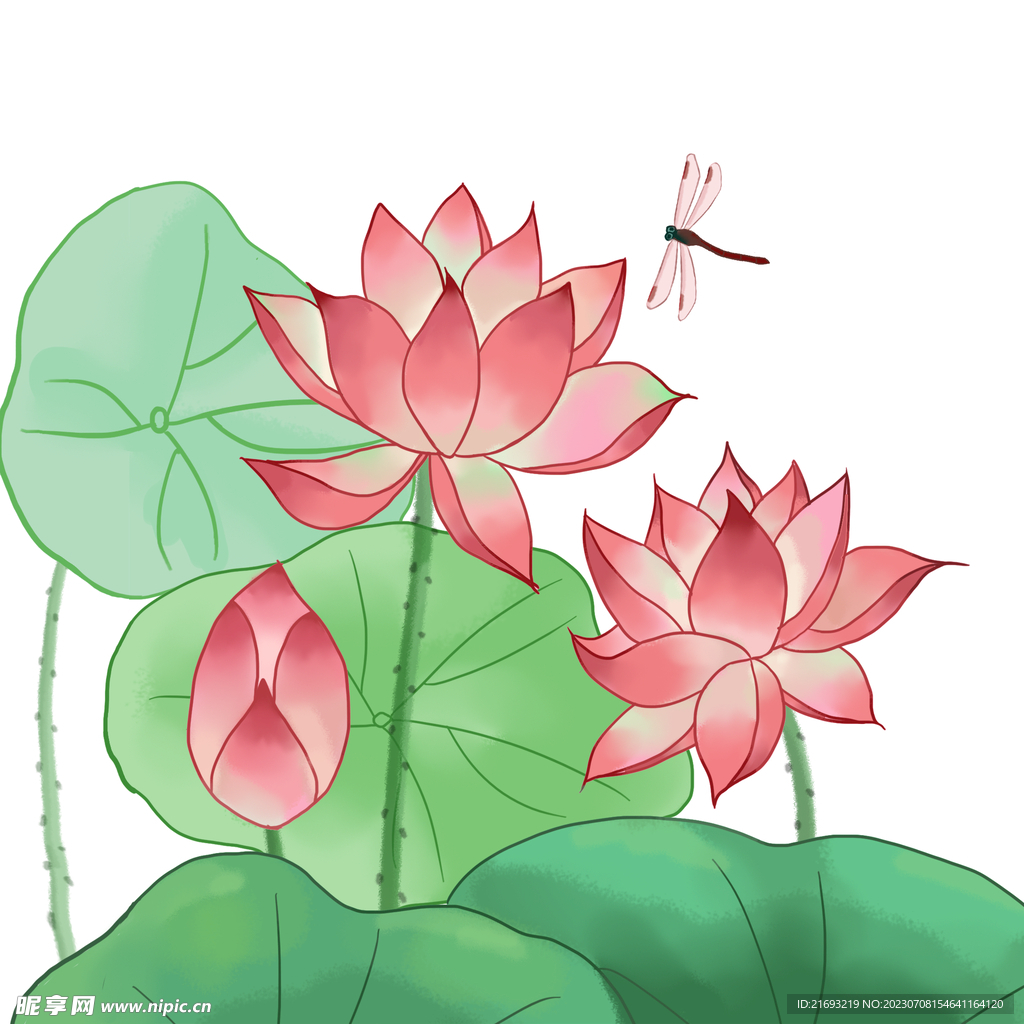 荷花
