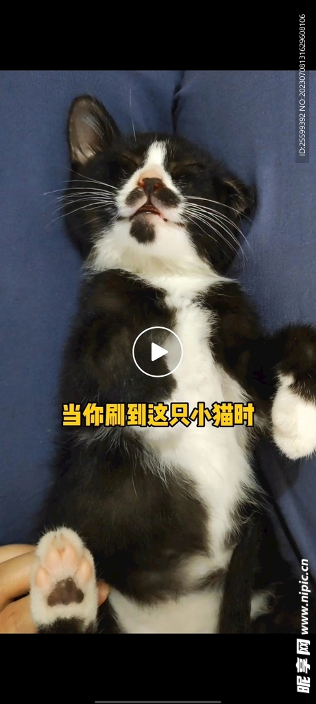 奶牛猫睡觉