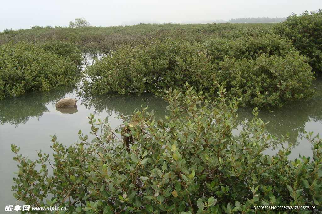 南三岛红树林湿地