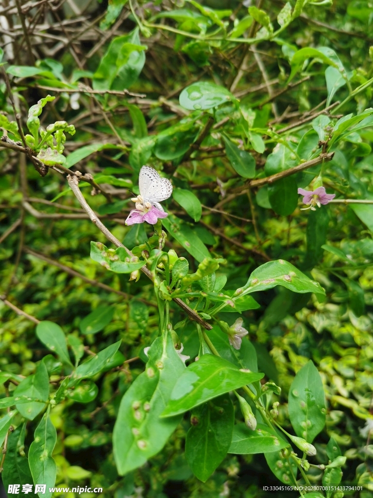 花草树叶