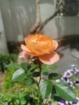 月季花