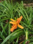 黄花菜