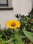 百日菊