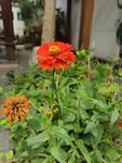 百日菊