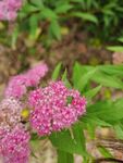 粉花绣线菊
