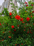 石榴花