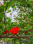石榴花