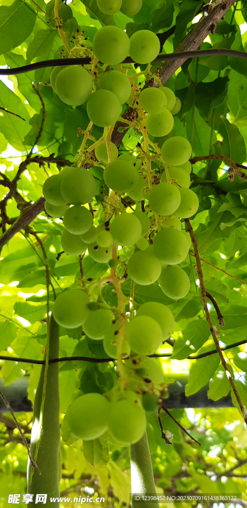 葡萄