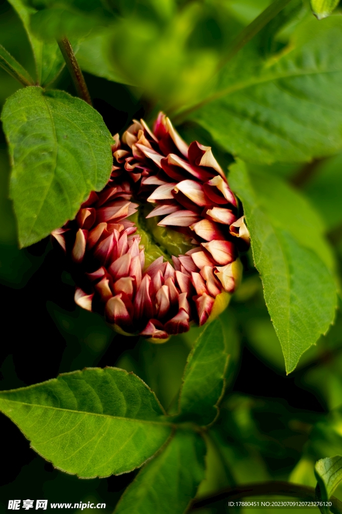 菊花