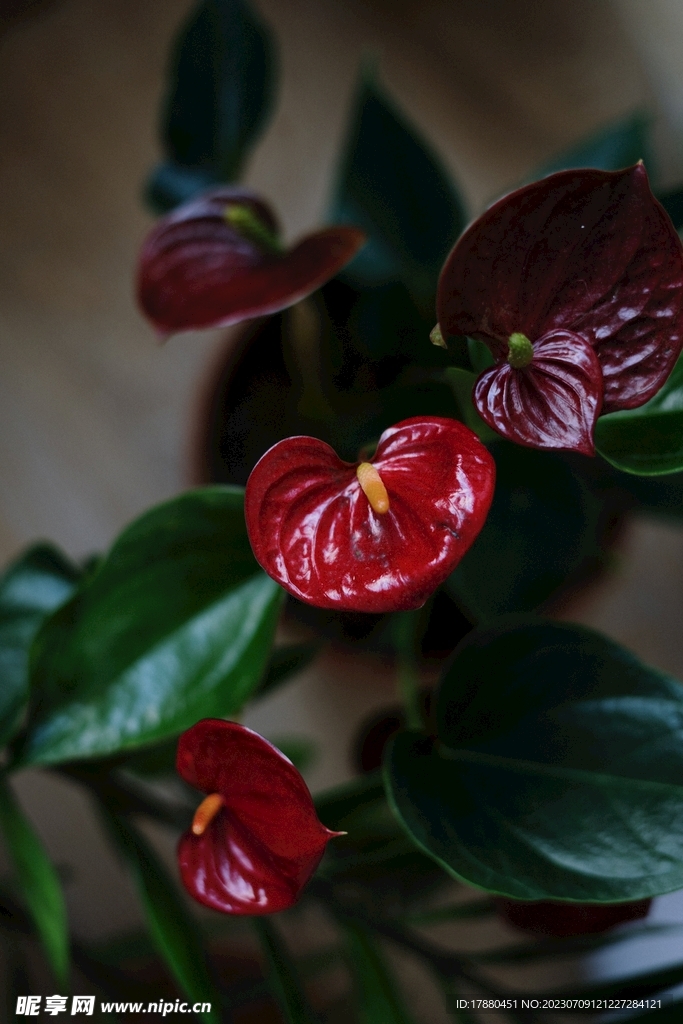 花烛