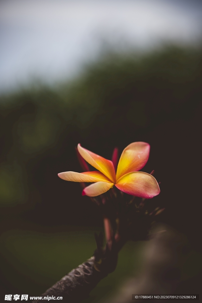 鸡蛋花
