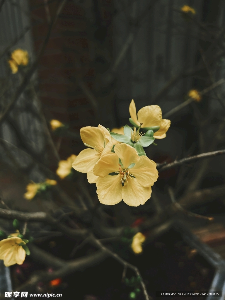 棣棠花