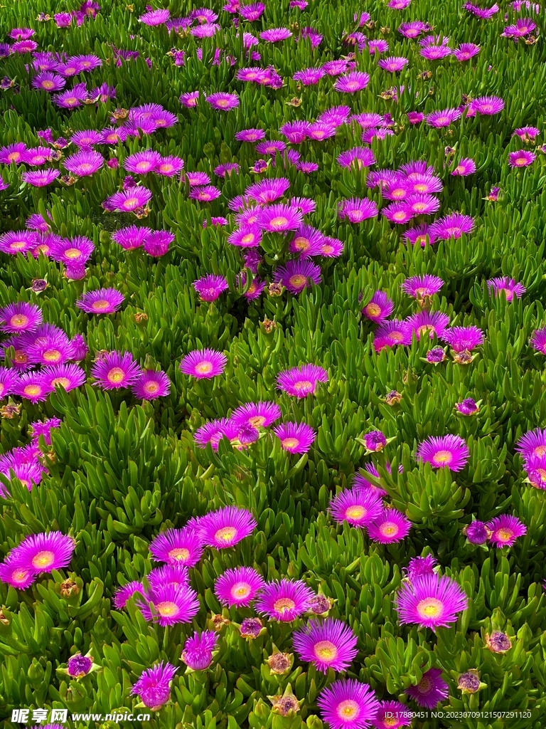 美丽日中花