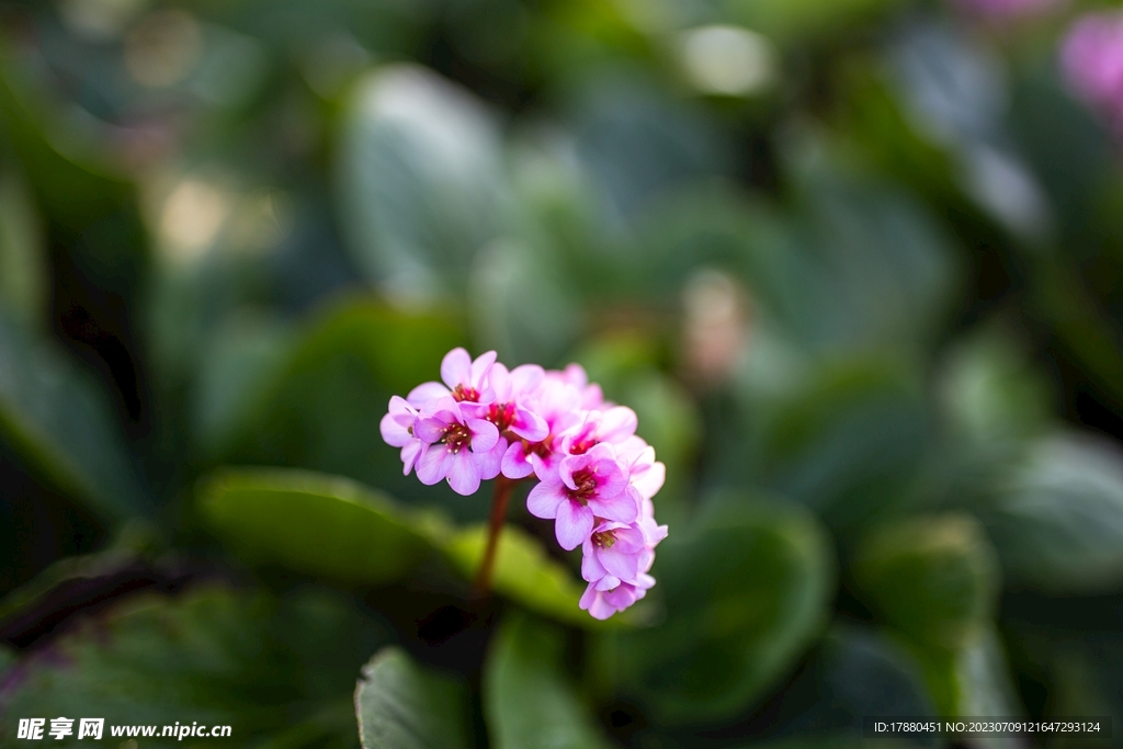 厚叶岩白菜